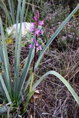 Orchis mascula laxifloriformis