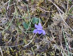 Viola rupestris