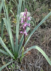 Orchis mascula laxifloriformis