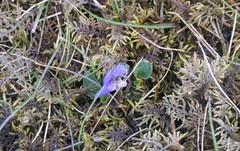 Viola rupestris