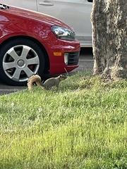 Sciurus niger