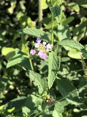 Lantana rugosa