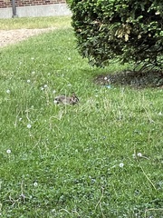 Sylvilagus floridanus