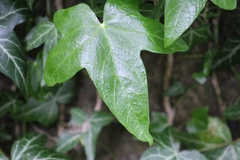 Hedera helix