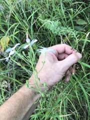 Jamesbrittenia grandiflora