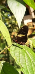 Heliconius sara
