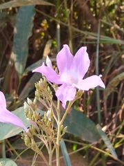 Fridericia platyphylla