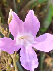Fridericia platyphylla