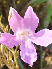 Fridericia platyphylla