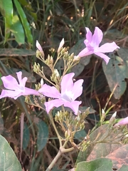 Fridericia platyphylla