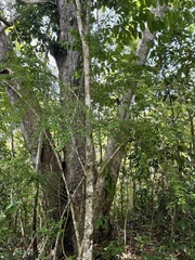 Erythroxylum brevipes