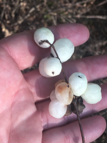 iNaturalist observation photo of Common Snowberry