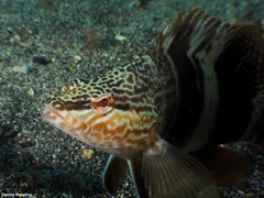 Serranus papilionaceus