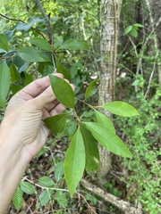 Sideroxylon salicifolium