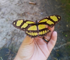 Philaethria wernickei