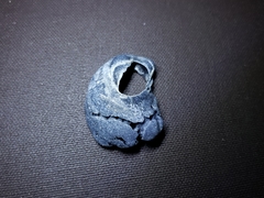 Megabalanus tintinnabulum