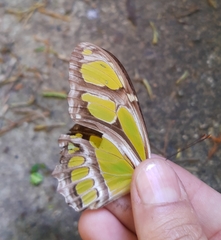 Philaethria wernickei