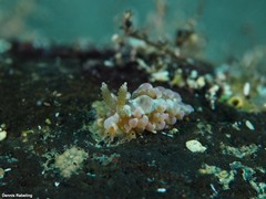 Spurilla neapolitana