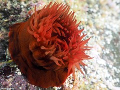 Actinia nigropunctata