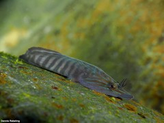 Lepadogaster lepadogaster