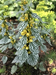 Lamium galeobdolon flavidum