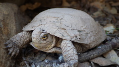 Actinemys marmorata pallida