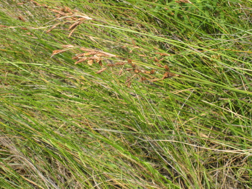 Needle Rush/ Black Rush (MatBio: COASTAL and ESTUARINE PLANTS ...