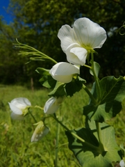 Pisum sativum sativum