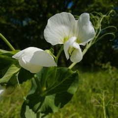 Pisum sativum sativum