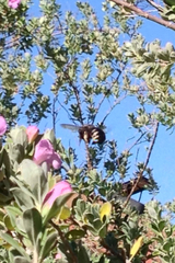 Xylocopa tabaniformis parkinsoniae