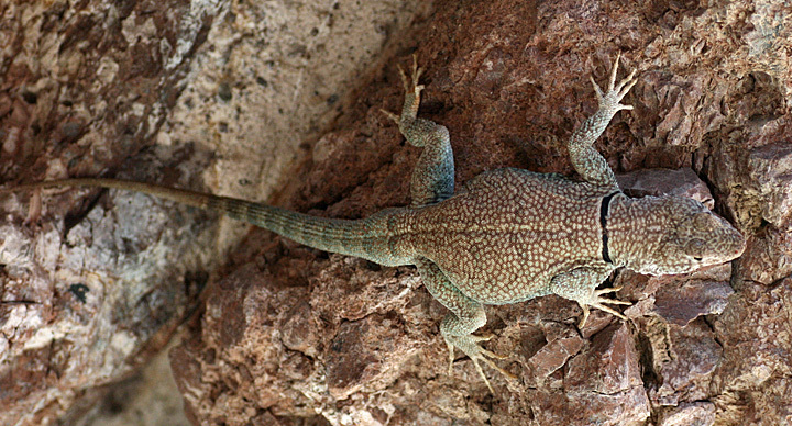 Petrosaurus slevini