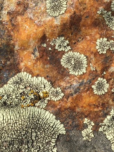 iNaturalist observation photo of Mountain Lichens