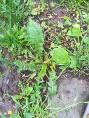 Taraxacum officinale