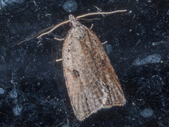 Meritastis polygraphana