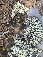 Dimelaena