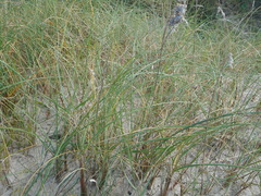Panicum racemosum