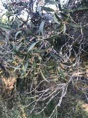 Phillyrea angustifolia