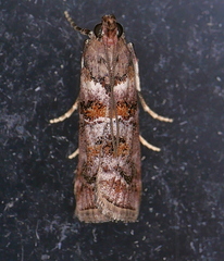 Dioryctria pygmaeella