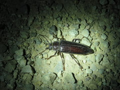 Nothopleurus lobigenis