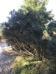 Phillyrea angustifolia