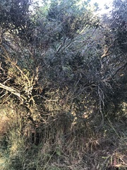 Phillyrea angustifolia