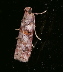 Dioryctria pygmaeella