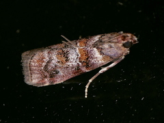 Dioryctria pygmaeella