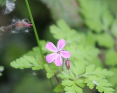 Geranium robertianum