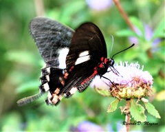 Mimoides lysithous rurik