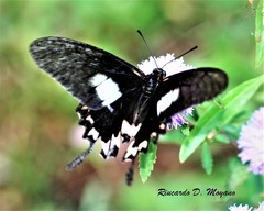 Mimoides lysithous rurik