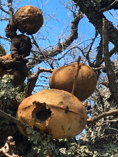 iNaturalist observation photo of California Gall Wasp