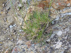 Festuca hystrix