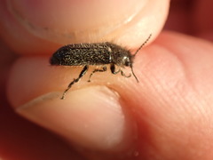 Enicopus ater
