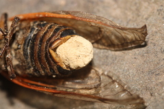 Massospora cicadina